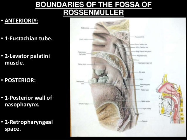 Nasopharynx gross anatomy and applied anatomy in dental and medical