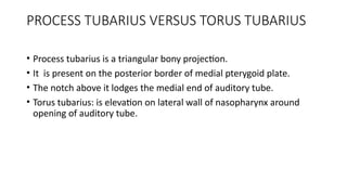 Process Tubaris NASOPHARYNX ANATOMY NOTES BNC - Copy.pptx