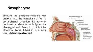 Process Tubaris Nasopharynx anatomy (Upper respiratory tract).pptx