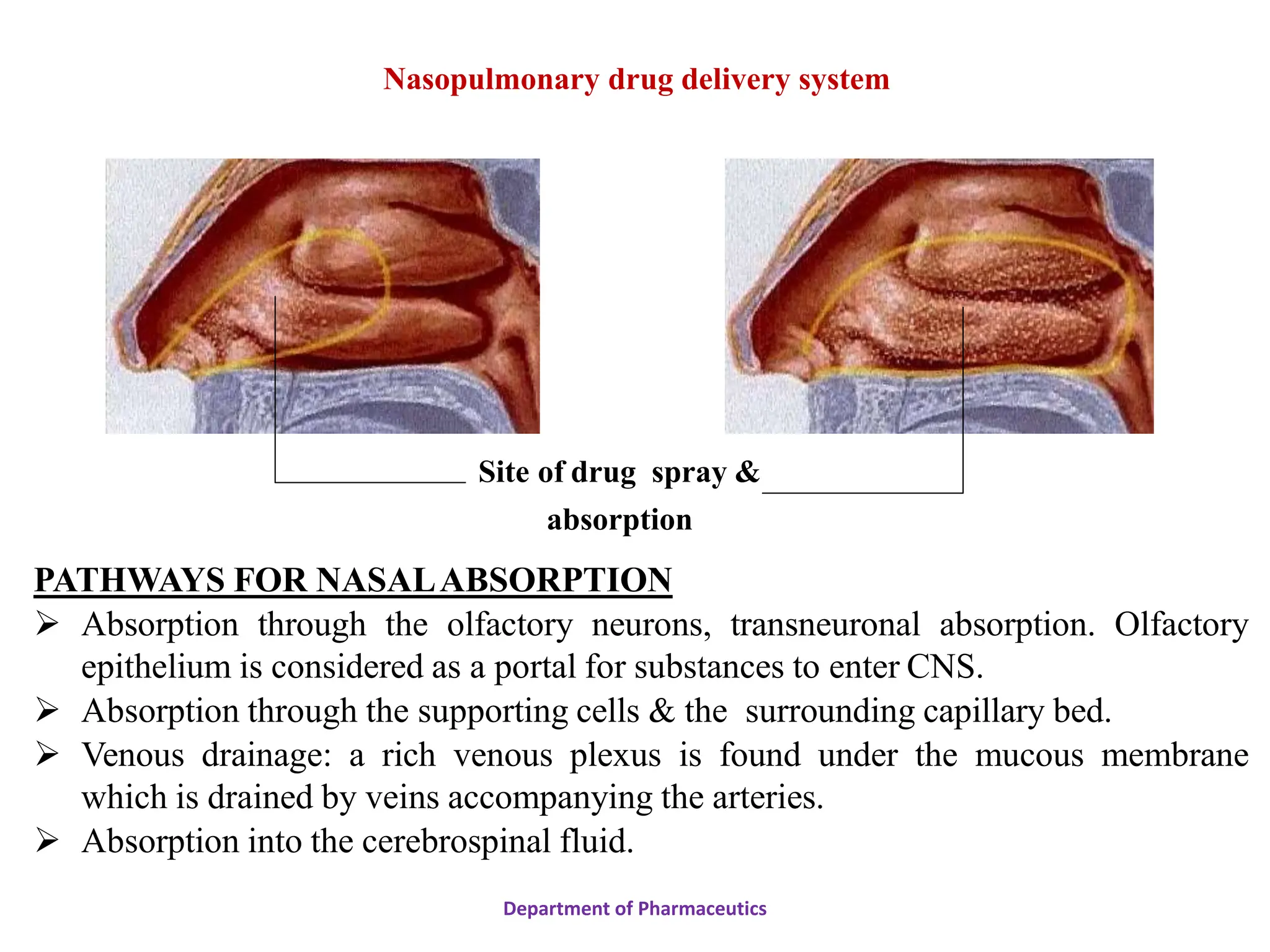 PATHWAYS FOR NASALABSORPTION
 Absorption through the olfactory neurons, transneuronal absorption. Olfactory
epithelium is considered as a portal for substances to enter CNS.
 Absorption through the supporting cells & the surrounding capillary bed.
 Venous drainage: a rich venous plexus is found under the mucous membrane
which is drained by veins accompanying the arteries.
 Absorption into the cerebrospinal fluid.
Department of Pharmaceutics
Site of drug spray &
absorption
Nasopulmonary drug delivery system
 