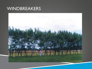 WINDBREAKERS 