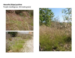 Nassella (Stipa) pulchra
Purple needlegrass (CA state grass)

 
