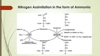 N Assimilation & Importance of Nitrogen for Plants.pdf