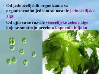 Od jednoćelijskih organizama sa
organizovanim jedrom su nastale jednoćelijske
alge
Od njih su se razvile višećelijske zelene alge
koje se smatraju precima kopnenih biljaka
 