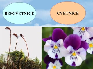 BESCVETNICE CVETNICE
 