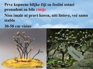 Prve kopnene biljke čiji su fosilni ostaci
pronađeni su bile rinije
Nisu imale ni pravi koren, niti listove, već samo
stablo
30-50 cm visine
Rinija Kuksonija
 