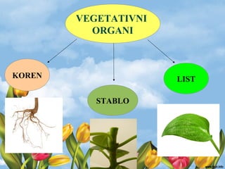 VEGETATIVNI
ORGANI
KOREN
STABLO
LIST
 