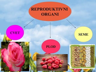 REPRODUKTIVNI
ORGANI
CVET
PLOD
SEME
 