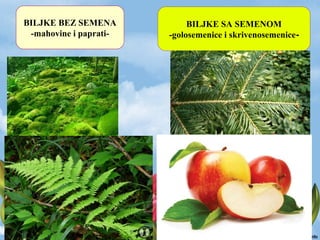 BILJKE BEZ SEMENA
-mahovine i paprati-
BILJKE SA SEMENOM
-golosemenice i skrivenosemenice-
 
