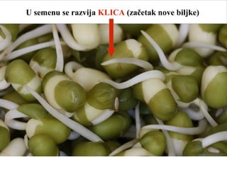 U semenu se razvija KLICA (začetak nove biljke)
 