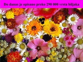 Do danas je opisano preko 290 000 vrsta biljaka
 
