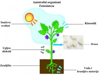 Autotrofni organizmi
Fotosinteza
Sunčeva
svetlost
Ugljen
dioksid
Zemljište
Voda i
hranljive materije
Kiseonik
Hrana
 