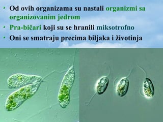 Od ovih organizama su nastali organizmi sa
organizovanim jedrom
Pra-bičari koji su se hranili miksotrofno
Oni se smatraju precima biljaka i životinja
 