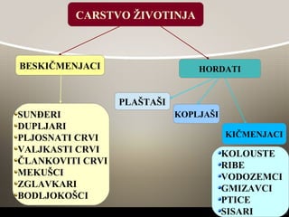 CARSTVO ŽIVOTINJA
BESKIČMENJACI HORDATI
SUNĐERI
DUPLJARI
PLJOSNATI CRVI
VALJKASTI CRVI
ČLANKOVITI CRVI
MEKUŠCI
ZGLAVKARI
BODLJOKOŠCI
PLAŠTAŠI
KOPLJAŠI
KIČMENJACI
KOLOUSTE
RIBE
VODOZEMCI
GMIZAVCI
PTICE
SISARI
 
