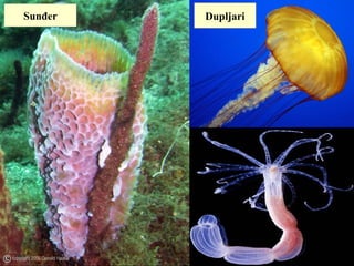 Sunđer Dupljari
 