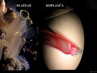 PLAŠTAŠ KOPLJAČA
 