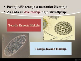• Postoji više teorija o nastanku životinja
• Za sada su dve teorije najprihvatljivije
Teorija Ernesta Hekela
Teorija Jovana Hadžija
 