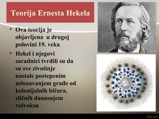 • Ova teorija je
objavljena u drugoj
polovini 19. veka
• Hekel i njegovi
saradnici tvrdili su da
su sve zivotinje
nastale postepenim
uslozavanjem građe od
kolonijalnih bičara,
sličnih danasnjem
volvoksu
Teorija Ernesta Hekela
 