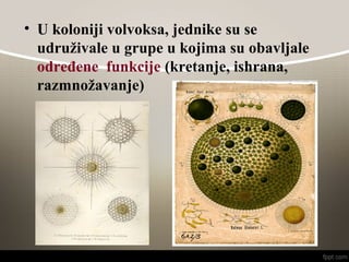 • U koloniji volvoksa, jednike su se
udruživale u grupe u kojima su obavljale
određene funkcije (kretanje, ishrana,
razmnožavanje)
 