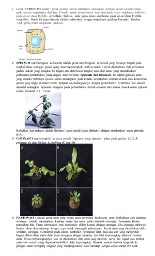 1. Gerak ENDONOM adalah : gerak spontan karena tumbuhan melakukan gerakan secara spontan tanpa
perlu adanya rangsangan dari luar. Contoh : gerak pertumbuhan daun dan gerak rotasi sitoplasma (siklosis)
pada sel-sel daun Hydrilla verticillata, Siklosis, yaitu gerak rotasi sitoplasma pada sel-sel daun Hydrilla
verticillata. Gerak ini dapat diamati melalui mikroskop dengan tampaknya gerakan kloroplas. Gmabar
1.1.1: gerak rotasi sitoplasma (siklosis)
 EPINASTI (membengkok ke bawah) adalah gerak membengkok ke bawah yang biasanya terjadi pada
tangkai daun, sehingga posisi ujung daun membengkok arah ke tanah. Hal ini disebabkan oleh perbedaan
jumlah auksin yang diangkut ke bagian atas dan bawah tangkai daun dari daun, yang menimbulkan
perbedaan pertumbuhan pada tangkai daun tersebut. Epinastia dan hiponasti: ini adalah gerakan daun
yang dimiliki beberapa spesies ketika dihadapkan pada kondisi kelembaban ekstrim di akar atau konsentrasi
garam yang tinggi di dalam tanah. Epinasti ada hubungannya dengan pertumbuhan berlebihan dari daerah
adaksial sedangkan hiponasti mengacu pada pertumbuhan daerah abaksial dari lamina daun.Contoh epinasti
tomat, Gambar1.2.1 : Tomat
Kebalikan dari epinasti adalah hiponasti dapat terjadi kalau diinduksi dengan memberikan asam giberelat
(GA).
 HIPONASTI (membengkok ke atas) contoh. Hiponasti yang diinduksi etilen pada gambar 1.2.2: R.
palustris (A dan B) dan A. thaliana (C dan D)
 HAPTONASTI adalah gerak nasti yang terjadi pada tumbuhan insektivora yang disebabkan oleh sentuhan
serangga. contoh : menutupnya kantung semar dan venus ketika disentuh serangga. Penutupan lamina
perangkap lalat Venus merupakan jenis haptonasty akibat kontak dengan serangga. Jika serangga melewati
lamina, daun akan menutup dengan cepat untuk mencegah pelariannya. Gerak nasti yang disebabkan oleh
sentuhan serangga. Contohnya pada sejenis tumbuhan perangkap lalat. Jika ada lalat yang menyentuh
bagian dalam daun maka daun akan merespon dengan menutup dan lalat terperangkap diantara belahan
daun. Proses terperangkapnya lalat ini disebabkan oleh daun yang memiliki nerve-like signal atau rambut
epidermis sensori yang dapat menimbulkan lalat terperangkap. Rambut sensori tersebut bergerak ke
jaringan daun bercuping rangkap yang memungkinkan daun menutup dengan cepat sekitar 0,5 detik.
 