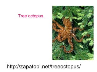 Tree octopus. http :// zapatopi . net / treeoctopus / 