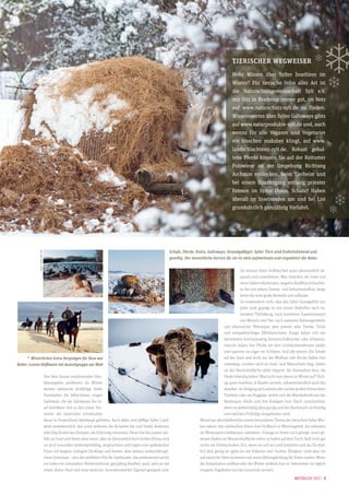 Tierischer Wegweiser
Mehr Wissen über Sylter Inseltiere im
Winter? Für tierische Infos aller Art ist
die Naturschutzgemeinschaft Sylt e.V.
mit Sitz in Braderup immer gut, im Netz
auf www.naturschutz-sylt.de zu finden.
Wissenswertes über Sylter Galloways gibts
auf www.naturprodukte-sylt.de und, auch
wenns für alle Veganer und Vegetarier
ein bisschen makaber klingt, auf www.
landschlachterei-sylt.de. Robust gehaltene Pferde können Sie auf der Keitumer
Polowiese an der Umgehung Richtung
Archsum entdecken, beim Tierheim und
bei einem Spaziergang entlang privater
Fennen im Sylter Osten. Schafe? Haben
überall im Inselnorden um und bei List
grundsätzlich ganzjährig Vorfahrt.

Fotos: Stefan Klar, KR

Schafe, Pferde, Enten, Galloways, Strandgeflügel: Sylter Tiere sind freiheitsliebend und
gesellig. Der menschliche Service für sie ist stets aufmerksam und respektiert die Natur

›

Winterliches Extra-Vergnügen für Ross wie
Reiter: Lorenz Hoffmann mit Ausreitgruppe am Watt
Von dem daraus resultierenden Heuüberangebot profitieren im Winter
weitere zahlreiche dickfellige Sylter
Trendsetter: die bildschönen, urigen
Galloways, die die Salzwiesen der Insel bevölkern und zu den ersten Vertretern der exotischen schottischen
Rasse in Deutschland überhaupt gehörten. Auch dafür sind pfiffige Sylter Landwirte verantwortlich, wie unter anderem die Keitumer Jan und Sönke Andersen
oder Jörg Runkel aus Kampen, die frühzeitig erkannten: Diese Viecher passen perfekt zur Insel und ihrem zwar rauen, aber im Jahresmittel doch milden Klima; sind
sie doch besonders widerstandsfähig, anspruchslos und tragen eine spektakuläre
Frisur mit langem, lockigem Deckhaar und feinem, aber nahezu undurchdringlichem Unterhaar – also den perfekten Pelz für Inselwinter. Das prädestiniert sie für
ein Leben im naturnahen Herdenverbund, ganzjährig draußen, auch, weil sie mit
relativ dicker Haut und einer weiteren, beneidenswerten Eigenart gesegnet sind:

Sie können ihren Stoffwechsel quasi jahreszeitlich anpassen und runterfahren. Was nebenbei der Insel und
ihren Gästen allerfeinstes, mageres Rindfleisch bescherte, frei von jedem Chemie- und Industrieeinfluss, lange
bevor die erste große Biowelle sich aufbaute.
So verwunderts nicht, dass das Sylter Grundgefühl von
jeher stark geprägt ist von einem Bedürfnis nach naturnaher Tierhaltung, nach korrektem Zusammenspiel
von Mensch und Tier, nach sauberen Nahrungsmitteln
und ebensolcher Philosopie, weit jenseits aller Trends, Tricks
und verkaufsträchtiger Effektheischerei. Einige halten sich seit
Jahrzehnten kolchosenartig Gemeinschaftsrinder oder Schweine,
manche haben ihre Pferde vor dem Schlafzimmerfenster laufen
und spannen sie sogar vor Schlitten. Und alle wissen: Die Schafe
auf der Insel sind nicht nur der Wolllust oder Küche halber hier
unterwegs, sondern auch im Insel- und Naturschutz tätig. Indem
sie die Deichoberfläche stabil trippeln, die Grasnarben kurz, die
Heide lebendig halten. Was tischt man denen im Winter auf? Richtig: gutes Inselheu, in Raufen serviert, selbstverständlich auch das
draußen, im Freigang auf Listland oder auf der großen Fenne beim
Tierheim oder am Flugplatz, wohin sich die Wanderherde aus der
Braderuper Heide und ihre Kollegen vom Deich zurückziehen,
wenn es wettermäßig allzu garstig und der Nachwuchs rechtzeitig
zum nächsten Frühling »ausgebrütet« wird.
Womit wir abschließend bei einem besonderen Thema des tierischen Sylter Winters wären: den zahlreichen Enten vom Dorfteich in Wenningstedt, die nebenbei
als Wintersport-Indikatoren »arbeiten«. Solange es ihnen noch gelingt, einen gewissen Radius an Wasseroberfläche eisfrei zu halten auf dem Teich, läuft noch gar
nichts mit Schlittschuhen. Erst, wenn sie sich an Land verziehen und das Eis wirklich dick genug ist, gehts los mit Eiskunst und -hockey. Übrigens, nicht dass Sie
auf exotische Ideen kommen und einen Rettungsfeldzug für Enten starten: Wenn
die Eislaufsaison eröffnet oder der Winter wirklich hart ist, bekommen sie täglich
morgens Vogelfutter von der Gemeinde serviert.
Natürlich Sylt · 5

 