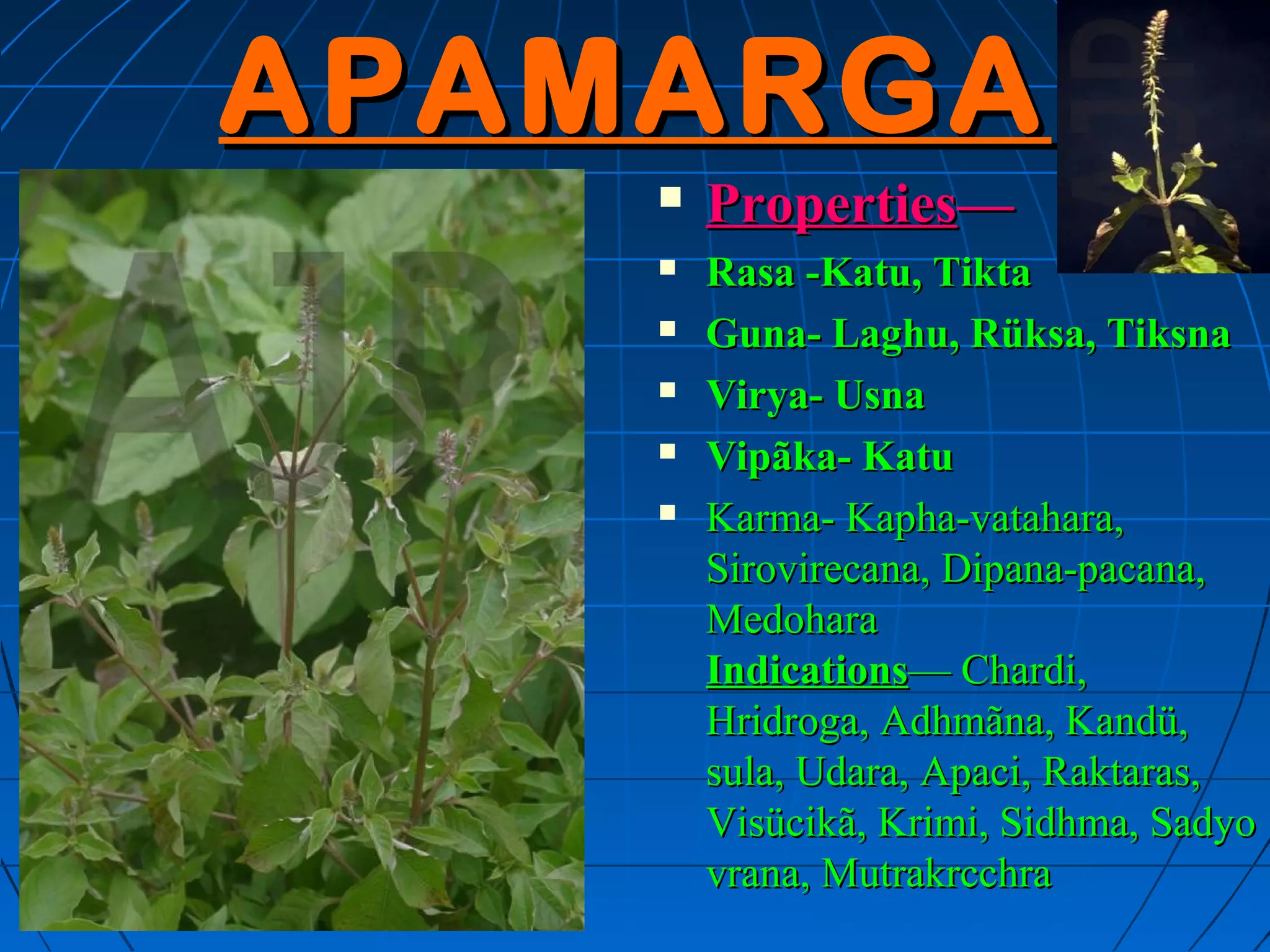 APAMARGA
       Properties—
       Rasa -Katu, Tikta
       Guna- Laghu, Rüksa, Tiksna
       Virya- Usna
       Vipãka- Katu
       Karma- Kapha-vatahara,
        Sirovirecana, Dipana-pacana,
        Medohara
        Indications— Chardi,
        Hridroga, Adhmãna, Kandü,
        sula, Udara, Apaci, Raktaras,
        Visücikã, Krimi, Sidhma, Sadyo
        vrana, Mutrakrcchra
 