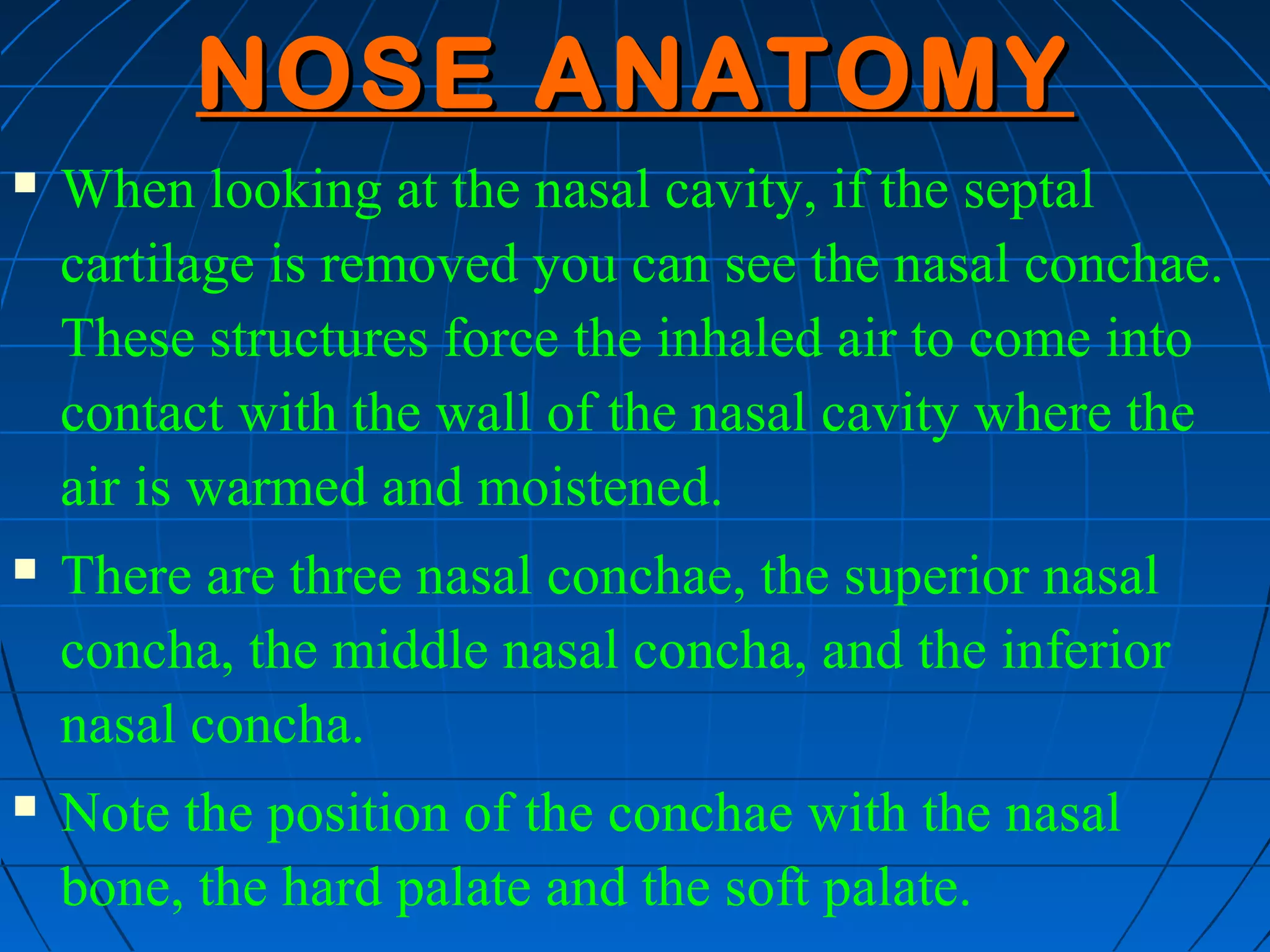 NOSE ANATOMY
   When looking at the nasal cavity, if the septal
    cartilage is removed you can see the nasal conchae.
    These structures force the inhaled air to come into
    contact with the wall of the nasal cavity where the
    air is warmed and moistened.
   There are three nasal conchae, the superior nasal
    concha, the middle nasal concha, and the inferior
    nasal concha.
   Note the position of the conchae with the nasal
    bone, the hard palate and the soft palate.
 