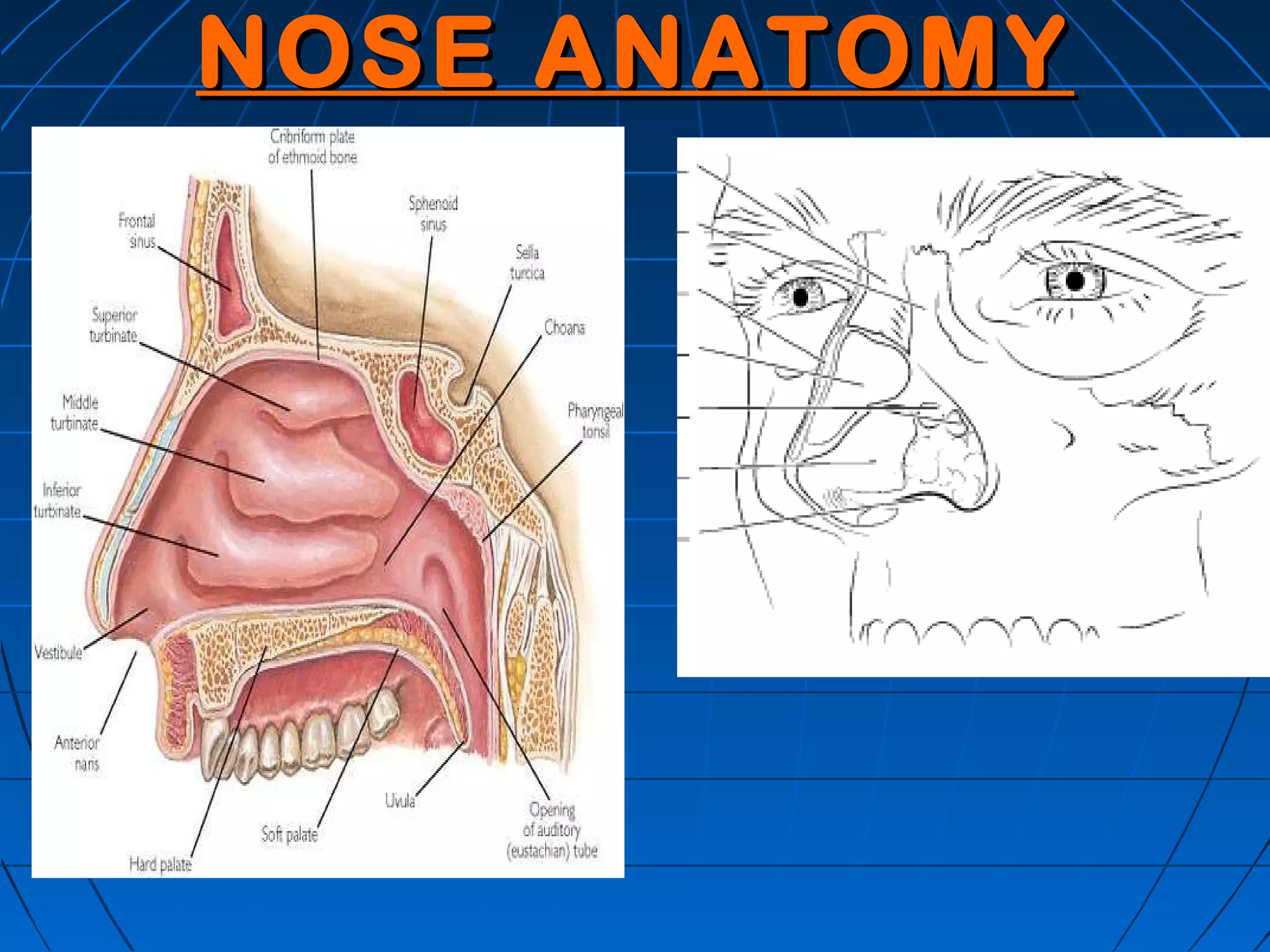 NOSE ANATOMY
 