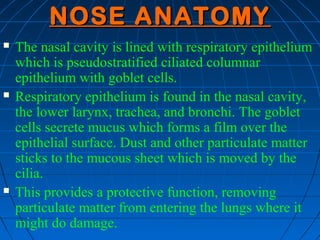 NOSE ANATOMY
   The nasal cavity is lined with respiratory epithelium
    which is pseudostratified ciliated columnar
    epithelium with goblet cells.
   Respiratory epithelium is found in the nasal cavity,
    the lower larynx, trachea, and bronchi. The goblet
    cells secrete mucus which forms a film over the
    epithelial surface. Dust and other particulate matter
    sticks to the mucous sheet which is moved by the
    cilia.
   This provides a protective function, removing
    particulate matter from entering the lungs where it
    might do damage.
 