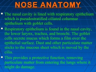 NOSE ANATOMY
   The nasal cavity is lined with respiratory epithelium
    which is pseudostratified ciliated columnar
   ...