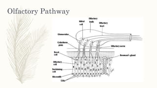 Olfactory Pathway
 