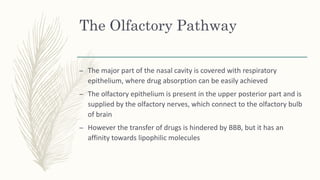 Olfactory Pathway
 