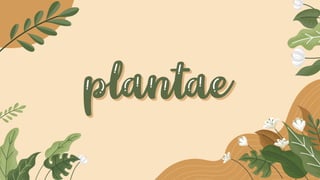Plantae
Plantae
Plantae
. .
.
.
 