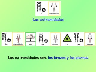 Las extremidades son: los brazos y las piernas.
Las extremidades
 