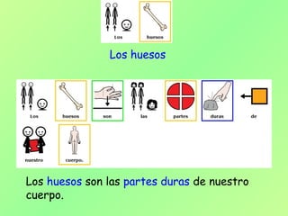 Los huesos son las partes duras de nuestro
cuerpo.
Los huesos
 
