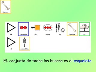 EL conjunto de todos los huesos es el esqueleto.
 