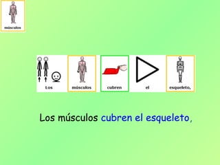Los músculos cubren el esqueleto,
 
