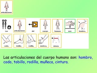 Las articulaciones del cuerpo humano son: hombro,
codo, tobillo, rodilla, muñeca, cintura.
 