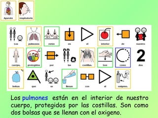 Los pulmones están en el interior de nuestro
cuerpo, protegidos por las costillas. Son como
dos bolsas que se llenan con el oxigeno.
 
