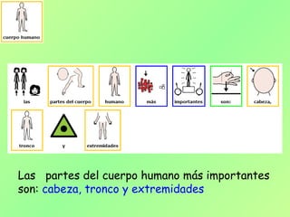 Las partes del cuerpo humano más importantes
son: cabeza, tronco y extremidades
 