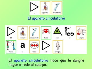 El aparato circulatorio hace que la sangre
llegue a todo el cuerpo.
El aparato circulatorio
 