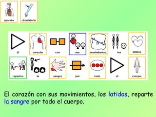 El corazón con sus movimientos, los latidos, reparte
la sangre por todo el cuerpo.
 