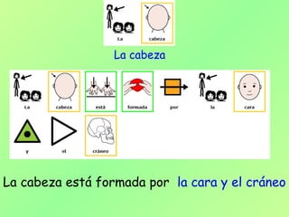 La cabeza está formada por la cara y el cráneo
La cabeza
 