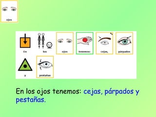 En los ojos tenemos: cejas, párpados y
pestañas.
 
