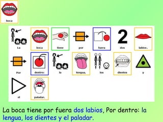 La boca tiene por fuera dos labios, Por dentro: la
lengua, los dientes y el paladar.
 