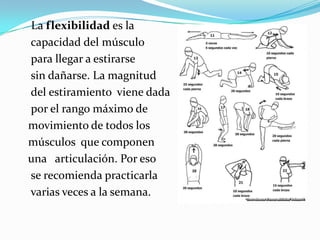 La flexibilidad es la
capacidad del músculo
para llegar a estirarse
sin dañarse. La magnitud
del estiramiento viene dada
por el rango máximo de
movimiento de todos los
músculos que componen
una articulación. Por eso
se recomienda practicarla
varias veces a la semana.

 