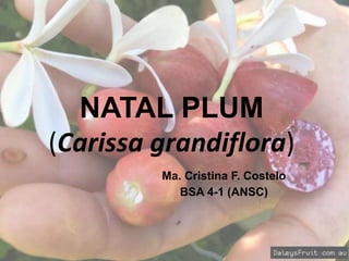NATAL PLUM
(Carissa grandiflora)
Ma. Cristina F. Costelo
BSA 4-1 (ANSC)
 