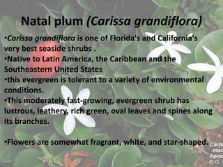 Natal plum (Carissa grandiflora)
•Carissa grandiflora is one of Florida's and California's
very best seaside shrubs .
•Native to Latin America, the Caribbean and the
Southeastern United States
•this evergreen is tolerant to a variety of environmental
conditions.
•This moderately fast-growing, evergreen shrub has
lustrous, leathery, rich green, oval leaves and spines along
its branches.
•Flowers are somewhat fragrant, white, and star-shaped.
 