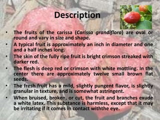 Description
• The fruits of the carissa (Carissa grandiflora) are oval or
round and vary in size and shape.
• A typical fruit is approximately an inch in diameter and one
and a half inches long.
• The skin of the fully ripe fruit is bright crimson streaked with
darker red.
• The flesh is deep red or crimson with white mottling. In the
center there are approximately twelve small brown flat
seeds.
• The fresh fruit has a mild, slightly pungent flavor, is slightly
granular in texture, and is somewhat astringent.
• When bruised, broken, or cut, the fruit and branches exude
a white latex. This substance is harmless, except that it may
be irritating if it comes in contact withthe eye.
 